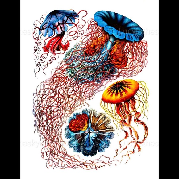 Jellyfish Nautical Science Illustration Bold Vivid Art Print 8.5x11" - Picture 2 of 5